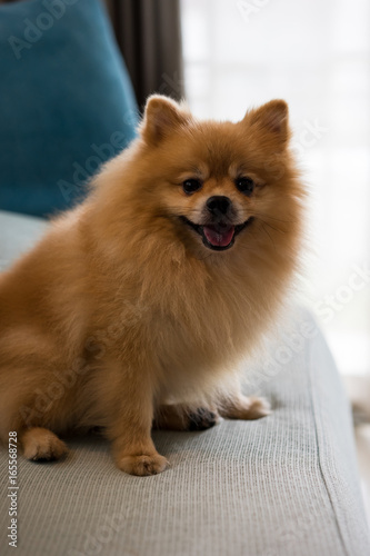 Close-up dog pomeranian spitz smiling, Selective focus.