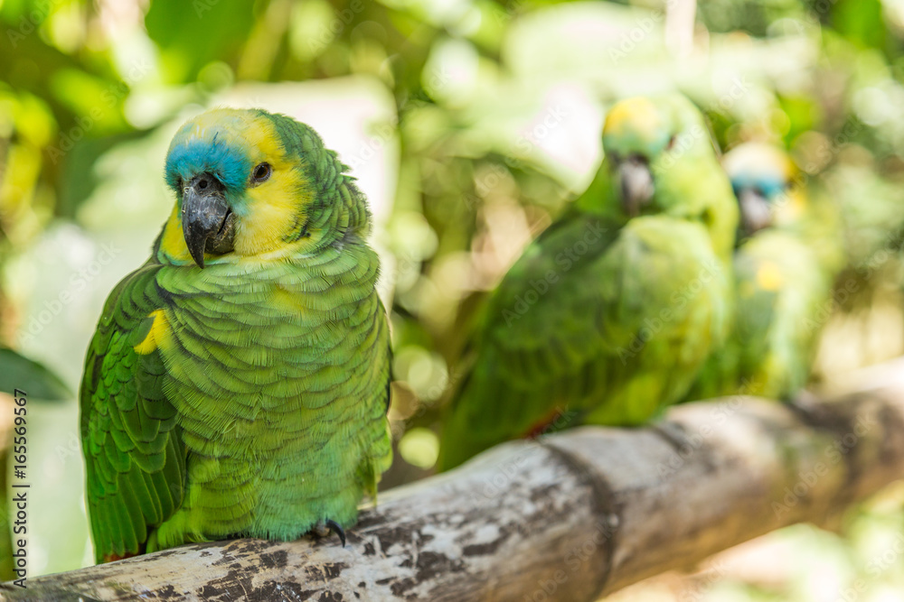 Obraz premium Three Green Parrots