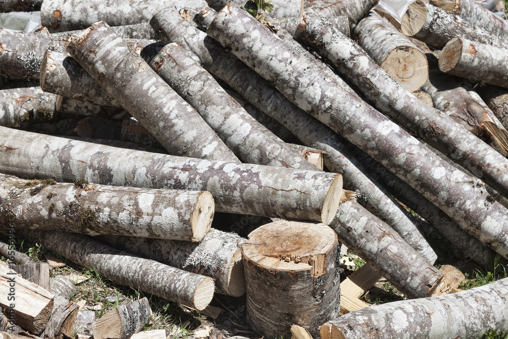 A bunch of freshly cut tree trunks A bunch of freshly cut tree trunks