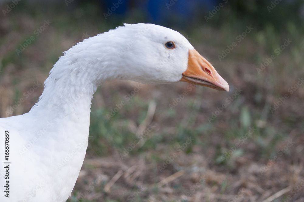 Obraz premium Goose