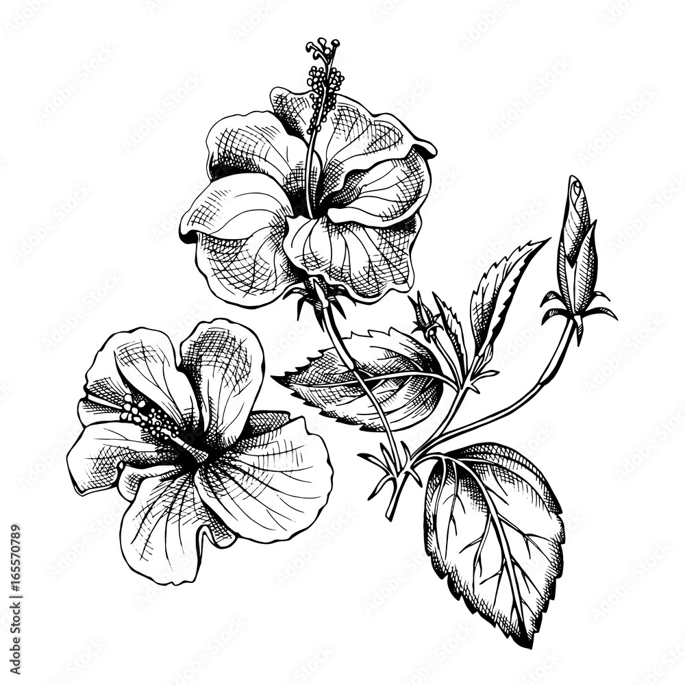 Fototapeta premium Hibiscus flowers. Vector illustration.