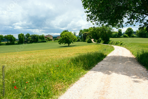 Fototapeta Naklejka Na Ścianę i Meble -  Typical tuscan green landscape