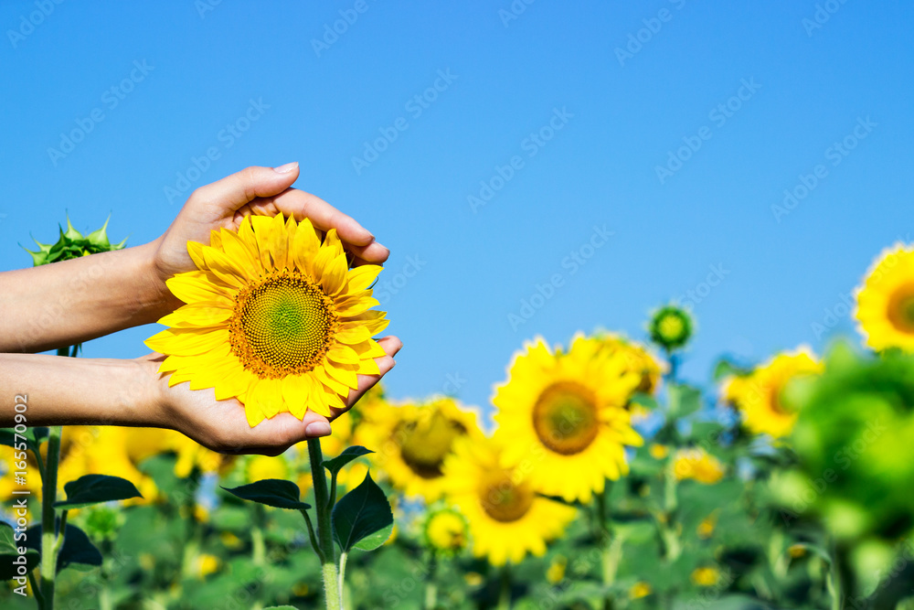 Fototapeta premium Female hands holding a sunflower head. Woman hold delicate a sunflower in her hands