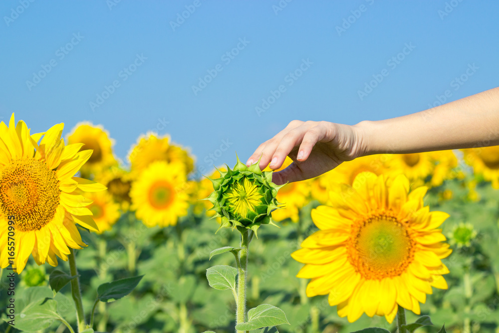 Fototapeta premium A girl touches a sunflower in a field of ripe sunflowers. Sunflower in woman palms