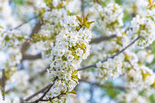 blossoming tree branch on a blurry background of a fruit garden with a bokeh effect