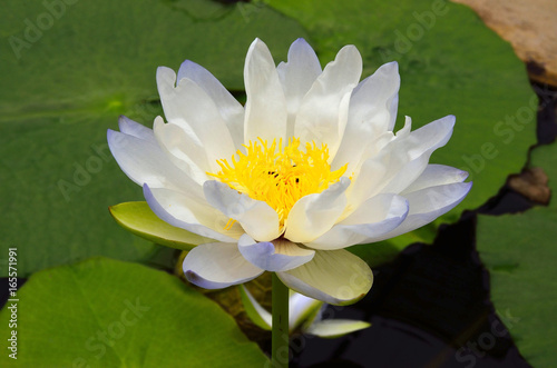 white lotus flower with leaves in the pond