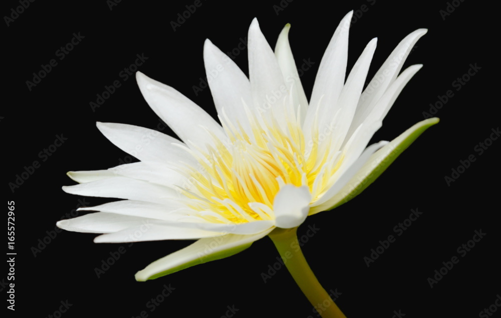 white lotus with yellow pollen water lily flower on black background white lotus with yellow pollen water lily flower on black background