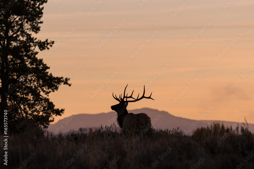 Naklejka premium Bull Elk at Sunrise