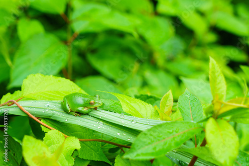 モリアオガエル