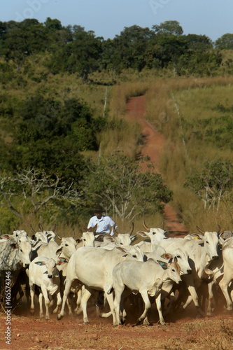 Wallpaper Mural Fazenda de gado Torontodigital.ca