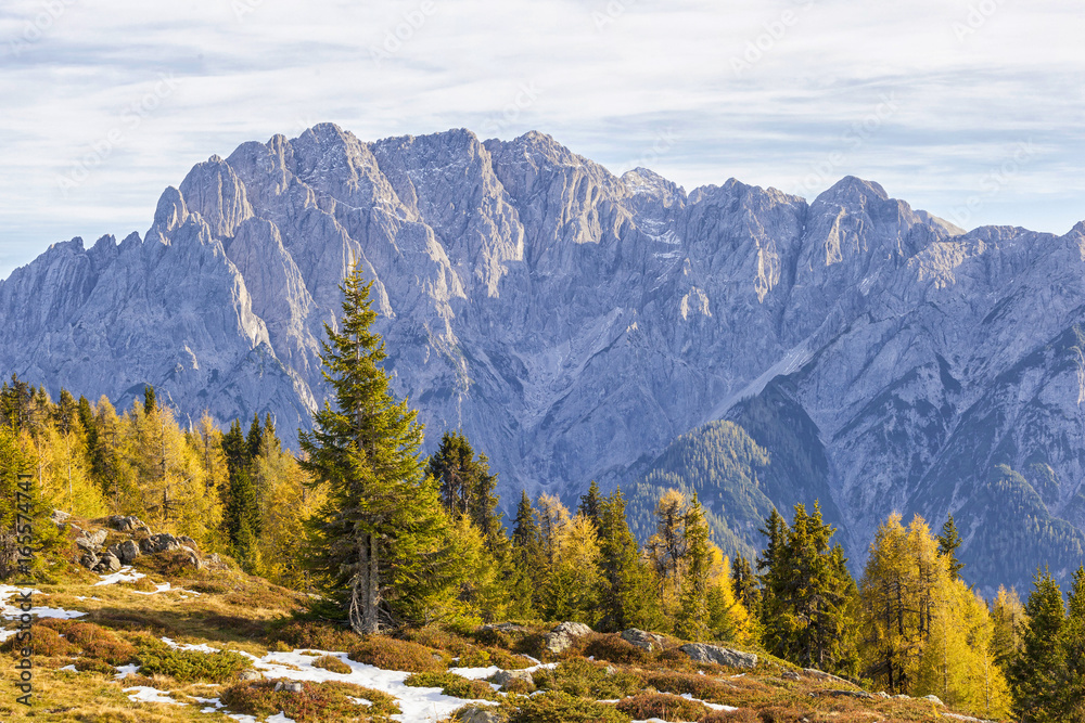 Mountain forest