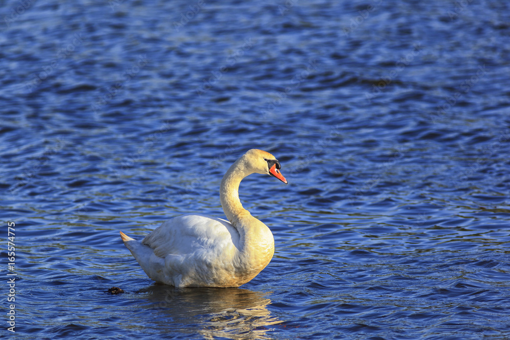 Mute swan Mute swan