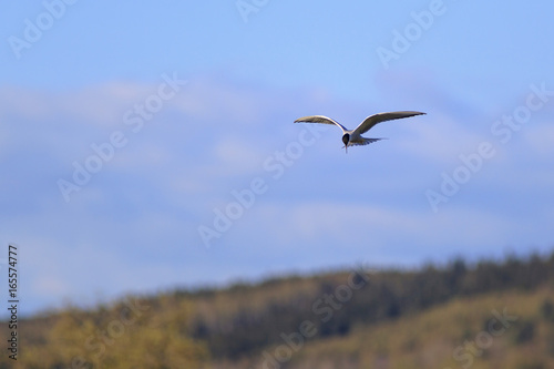 Common Tern