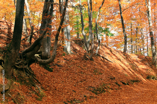Autumn in beech forest.
