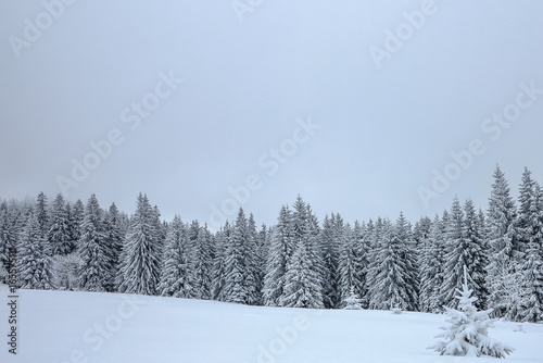 tief verschneiter Winterwald