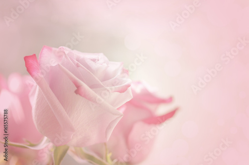 Blurred background with roses