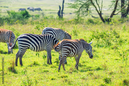 Zebras grazing in savanna