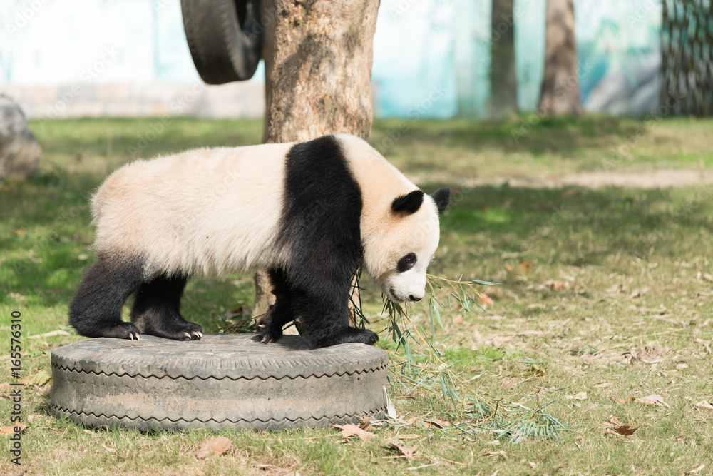 Fototapeta premium Panda walk on the grass field