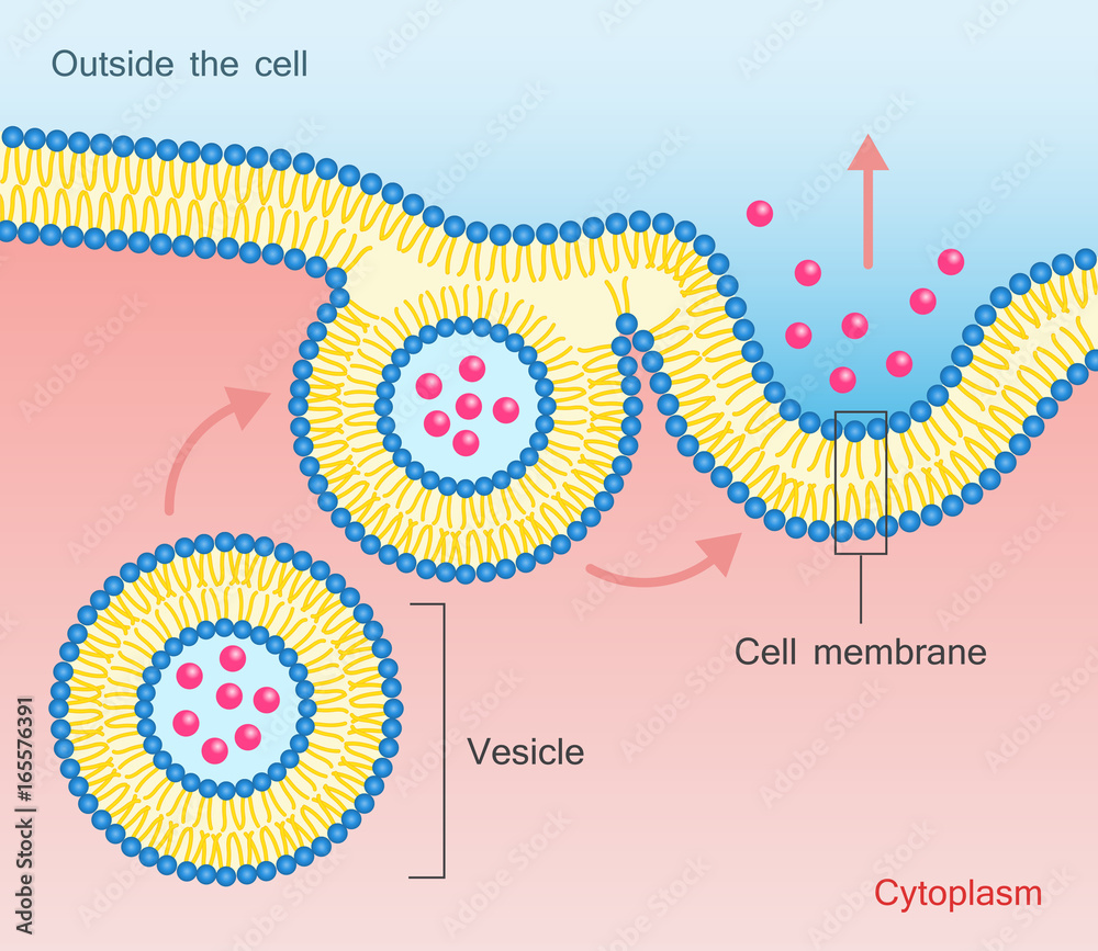 Exocytosis Vesicle Transport Cell Membrane Stock Vector | Adobe Stock
