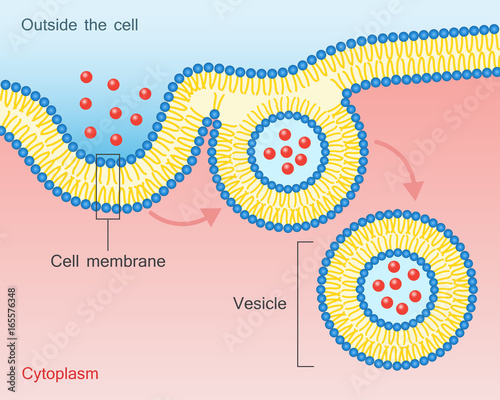 Endocytosis Vesicle Transport Cell Membrane photo