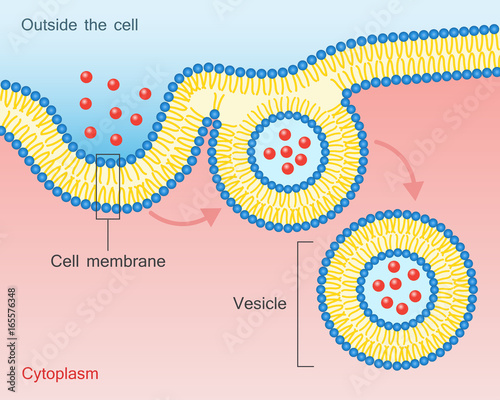 Endocytosis Vesicle Transport Cell Membrane