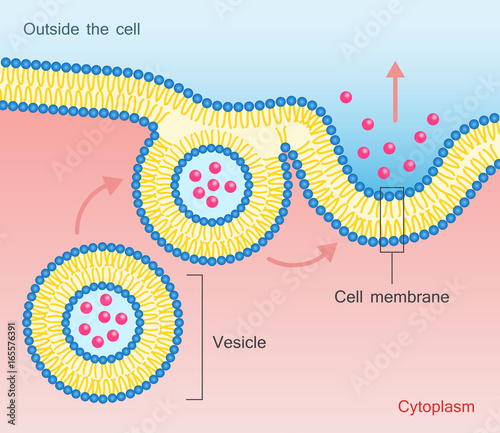 Exocytosis Vesicle Transport Cell Membrane