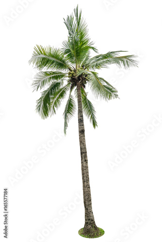 Green beautiful palm tree isolated on white background