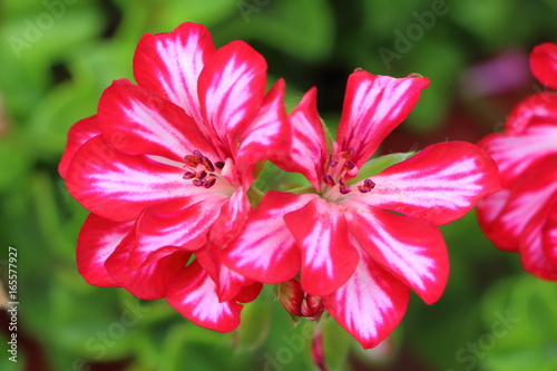 Fototapeta Naklejka Na Ścianę i Meble -  Fleurs de géraniums bicolores