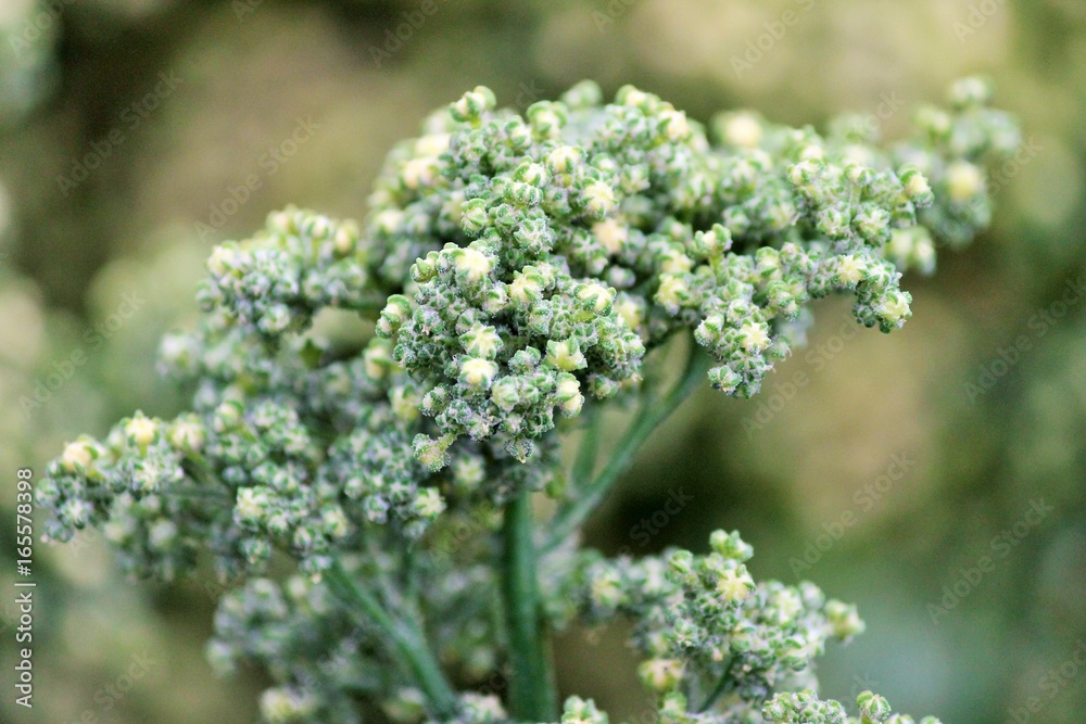 Quinoa plant growing background superfood sprouted quinoa seed food crop grows at farm with copy space stock, photo, photograph, picture, image, Quinoa plant growing background superfood sprouted quinoa seed food crop grows at farm with copy space stock, photo, photograph, picture, image,