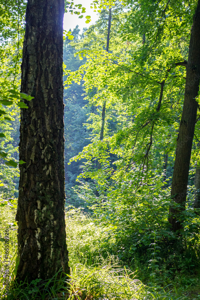 Fototapeta premium Forest after rain 