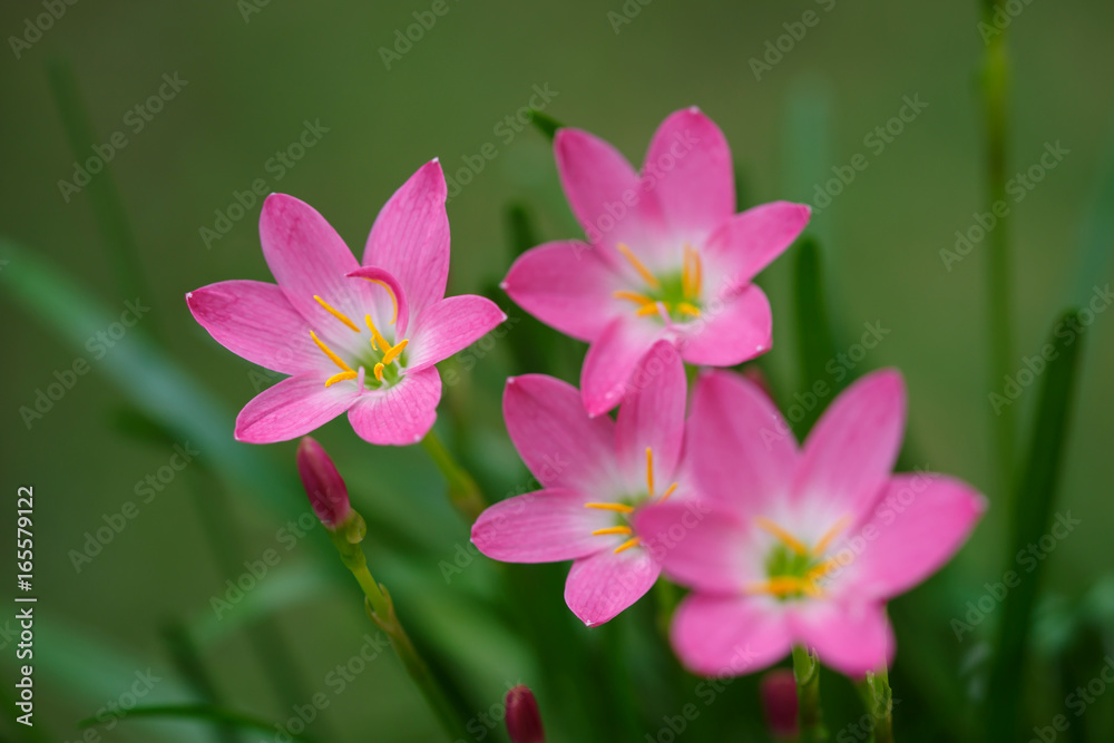 purple  rain lily flower