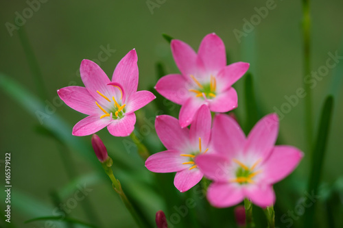 purple  rain lily flower