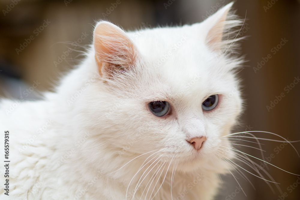 Naklejka premium Long-haired white fluffy cat
