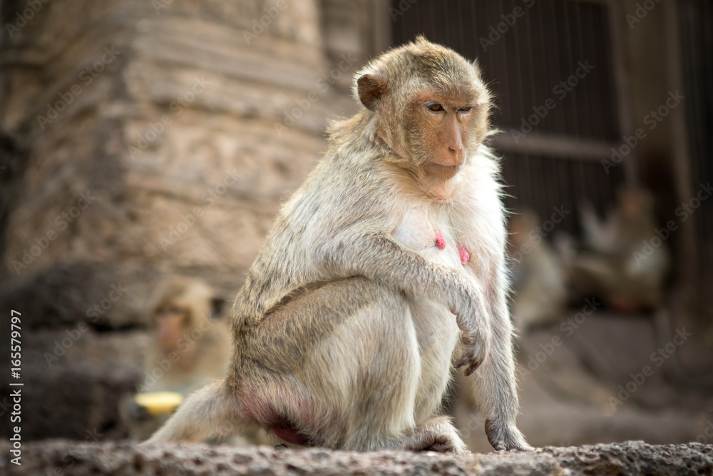 Naklejka premium Baby monkeys in Thailand