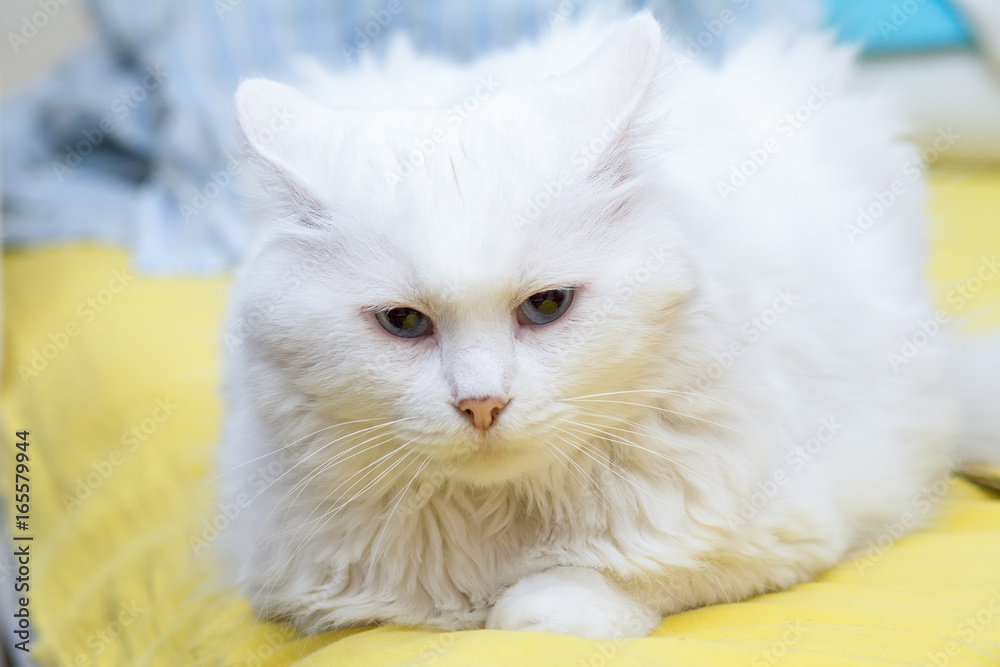 Naklejka premium Long-haired white fluffy cat
