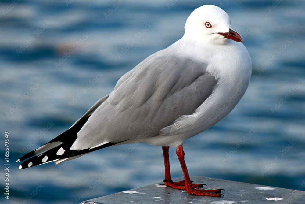 Fototapeta premium Mirror Lakes, New Zealand