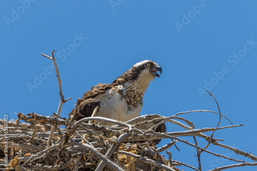 Osprey on Nest