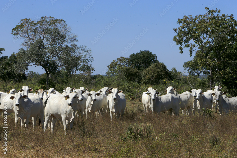 Fototapeta premium Fazenda de gado