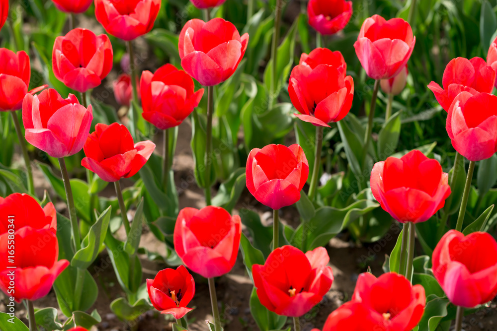 Beautiful red tulips in nature Beautiful red tulips in nature