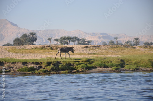 Quadro em tela âne sur les bords du nil en Egypte