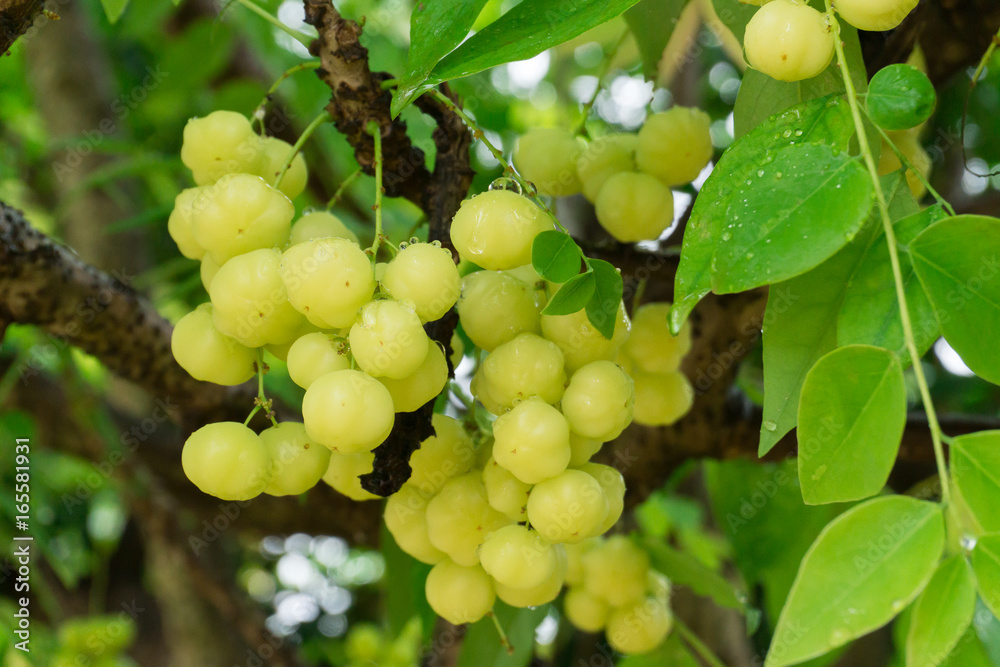 Star Gooseberry on the tree,wet Star Gooseberry on the tree,wet