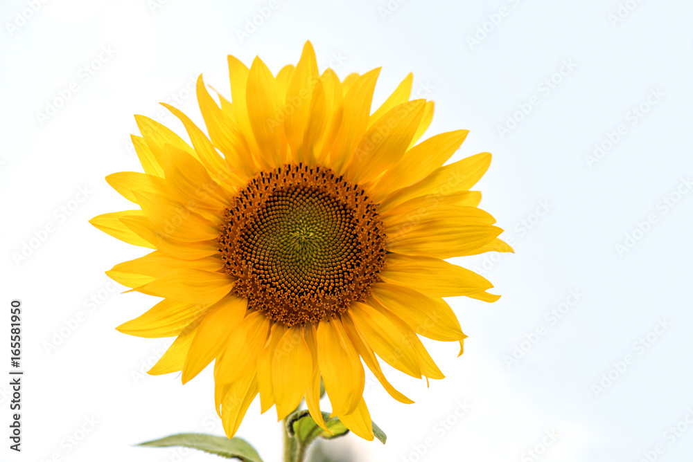 Fototapeta premium Sonnenblume