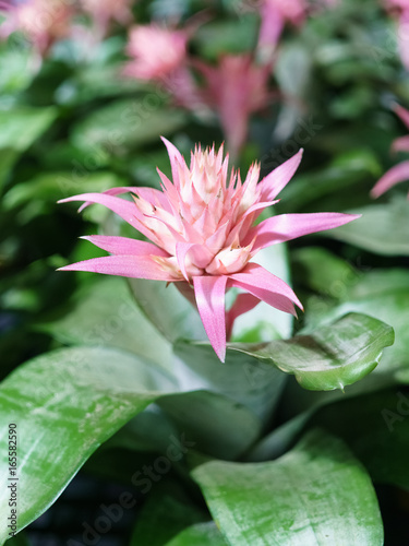 Pink flower of Urn Plant  Bromeliad or Aechmea fasciata or BROMELIACEAE    Tropical flower in bloom in springtime