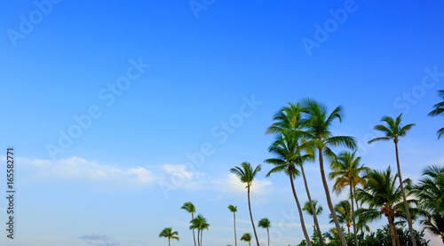 Beautiful tropical sunshine with palm trees .