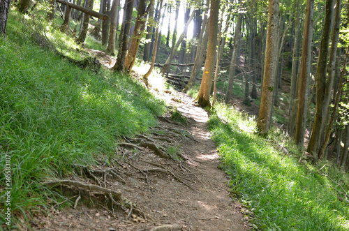 Wanderweg im Wald photo