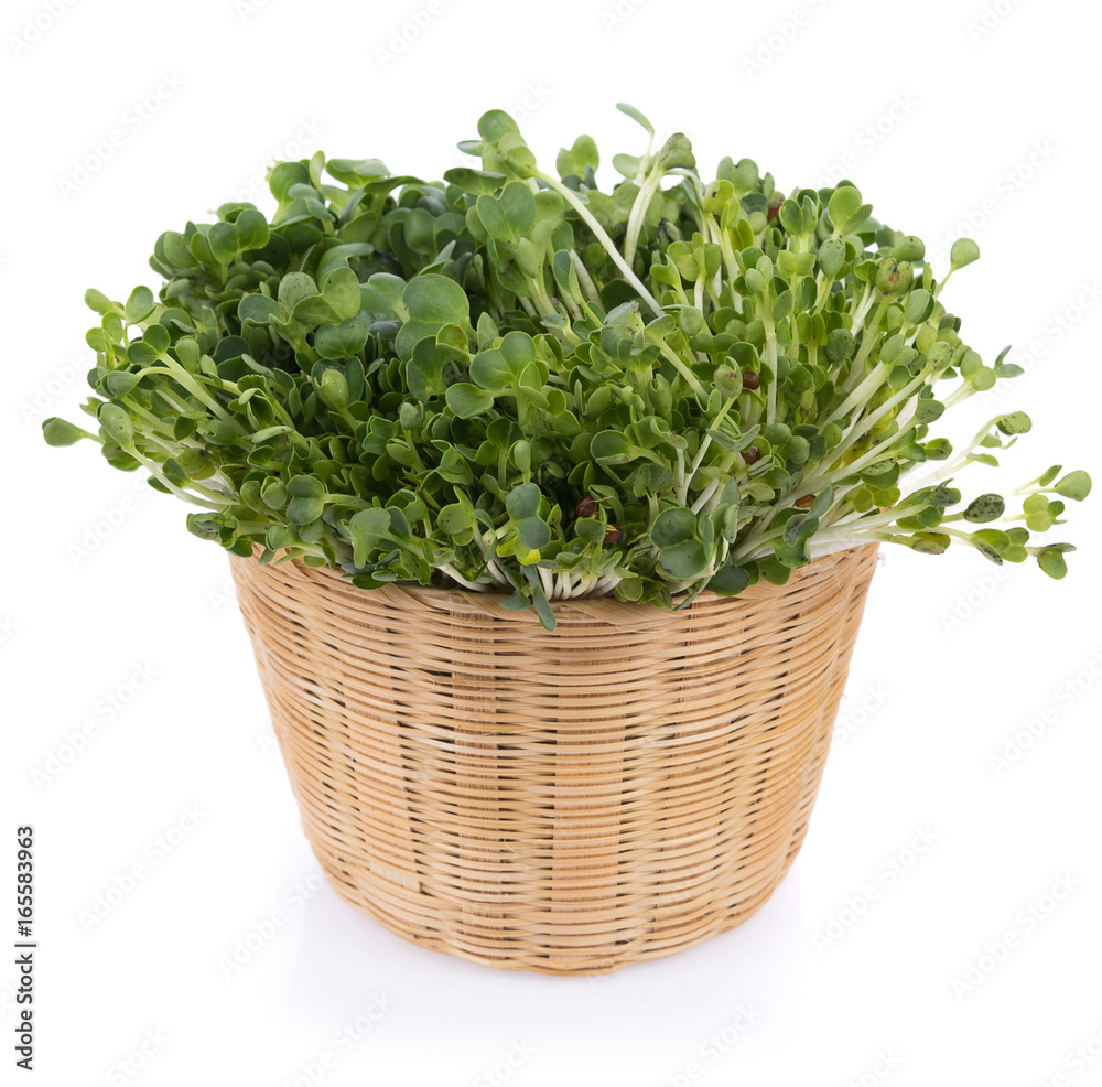 kaiware sprout, japanese vegetable or watercress on white background kaiware sprout, japanese vegetable or watercress on white background