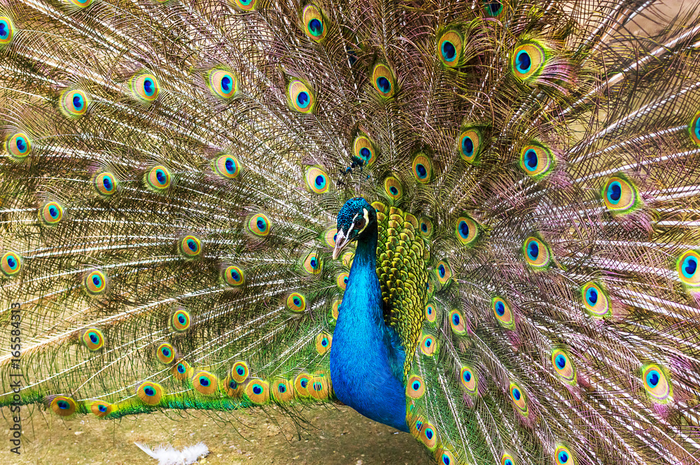 Obraz premium Indian peacock Close-up