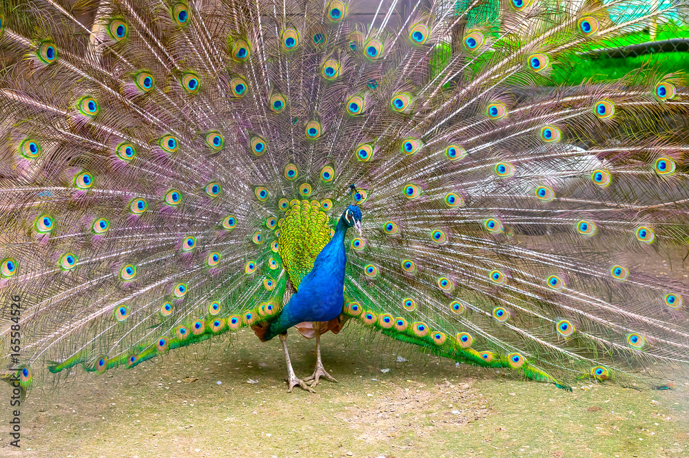 Obraz premium Indian peacock Close-up