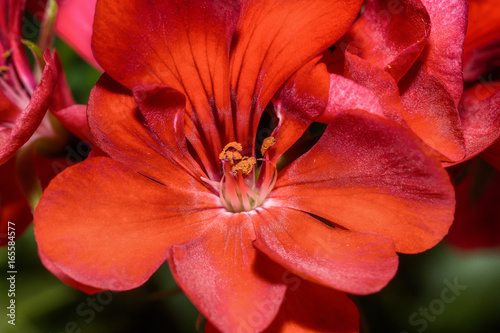 Fototapeta Naklejka Na Ścianę i Meble -  Red garden geranium flowers