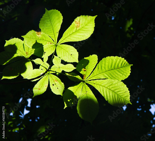 Chestnut tree leaves against sunlight photo